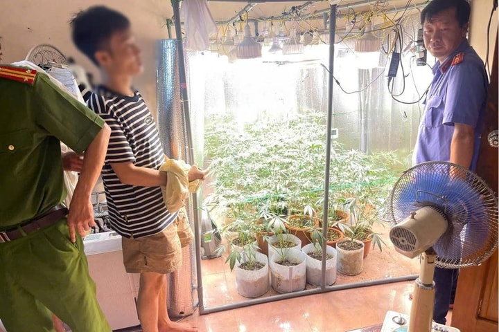 Phát hiện đối tượng lắp hệ thống trồng cây cần sa trong nhà