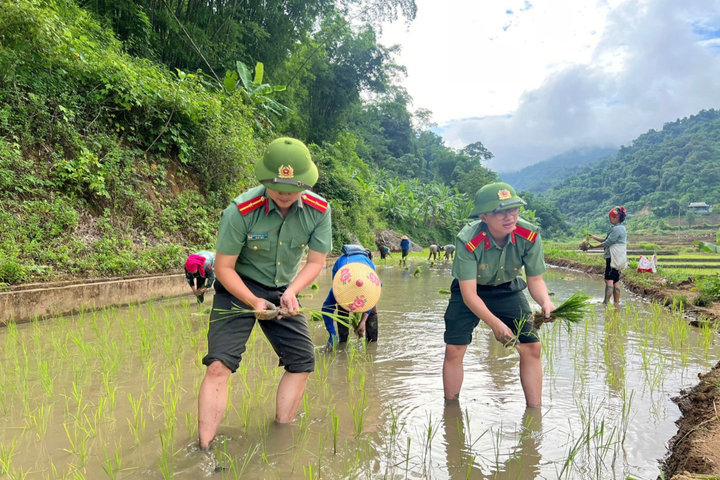 Công an xã xuống đồng cấy lúa giúp dân