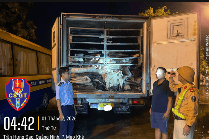 Phát hiện gần 9 tấn da trâu muối không rõ nguồn gốc