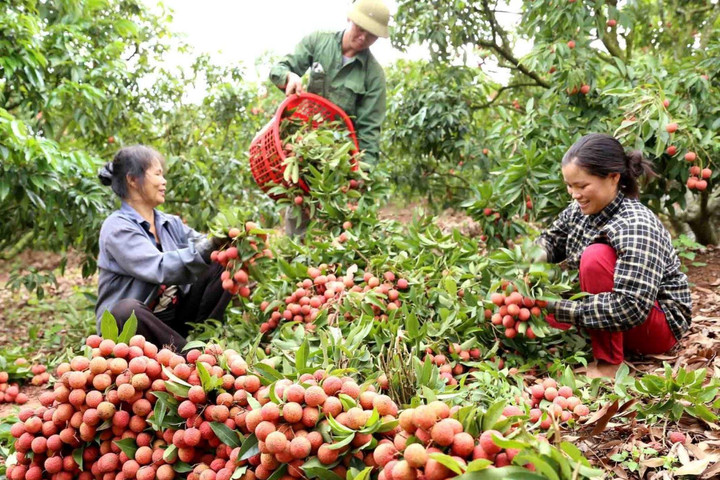 "Mất mùa được giá", vải thiều Bắc Ninh đạt doanh thu hơn 7.200 tỷ đồng