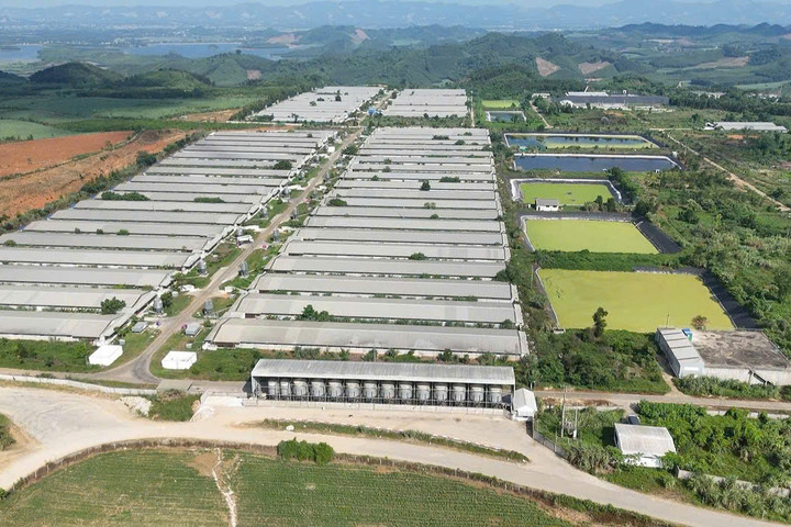Chi tiết đợt phát hành trái phiếu của MML Farm Nghệ An