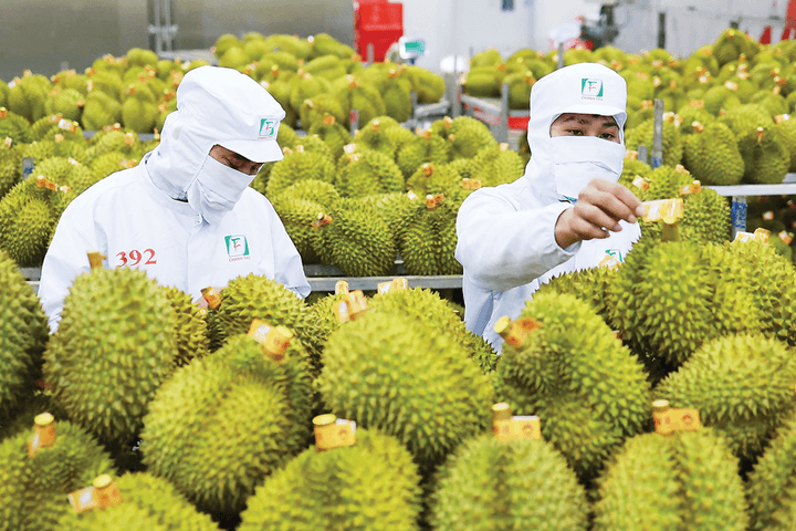 Hải quan chỉ đạo thông quan nông sản xuất khẩu trong ngày, ưu tiên sầu riêng tại cửa khẩu