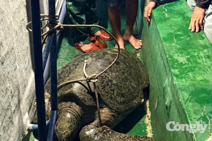 Thả cá thể vích nặng 120 kg quý hiếm về biển