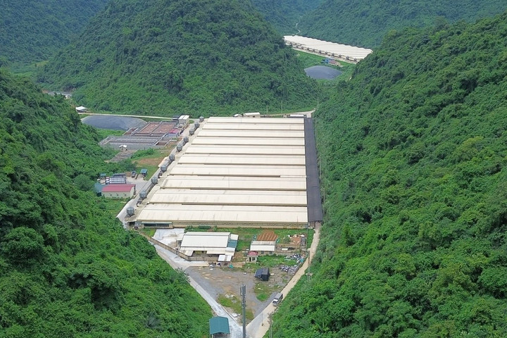 5 người thương vong tại trại lợn ở Thanh Hóa