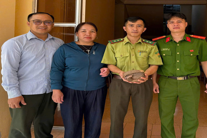 Người dân tự nguyện giao nộp cá thể tê tê Java quý hiếm