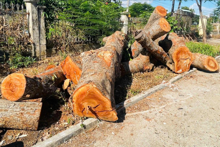 Tỉnh ủy và UBND tỉnh Gia Lai vào cuộc vụ cây xanh bị chặt hạ tại trụ sở xã cũ