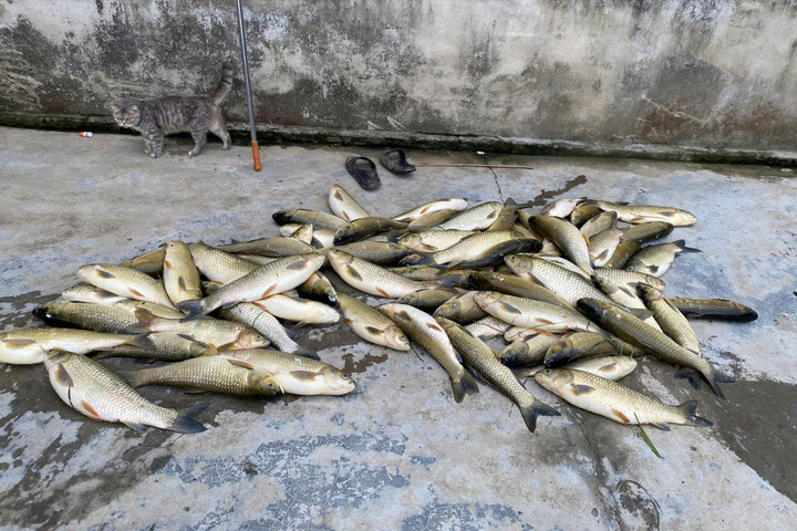 Huế: Hơn 600 con cá nuôi lồng liên tục chết trên sông Bồ