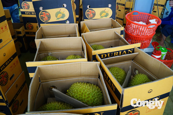 Đắk Lắk số hóa mã vùng trồng sầu riêng trong 30 ngày