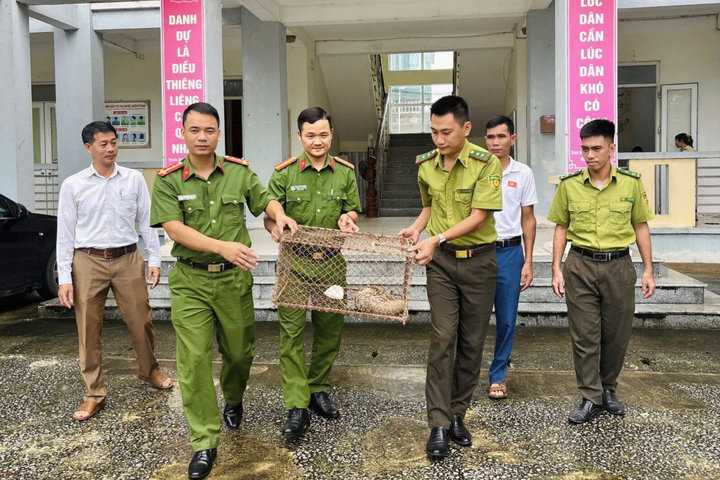 Giải cứu cá thể tê tê Java quý hiếm