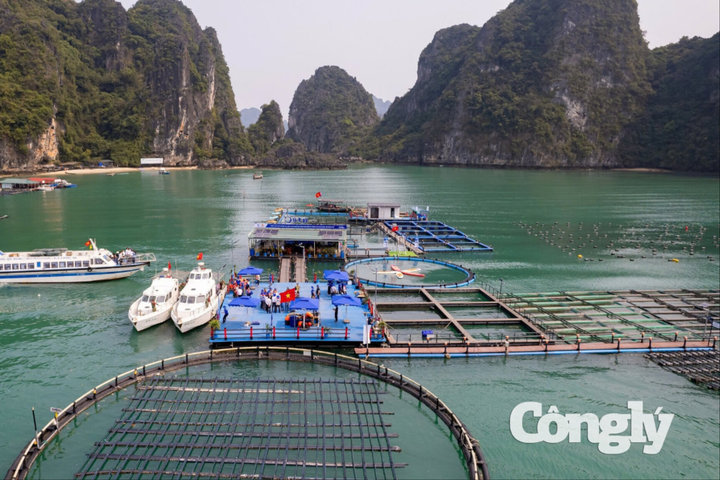 Quảng Ninh mở rộng vùng nuôi biển lên gần 140.000ha