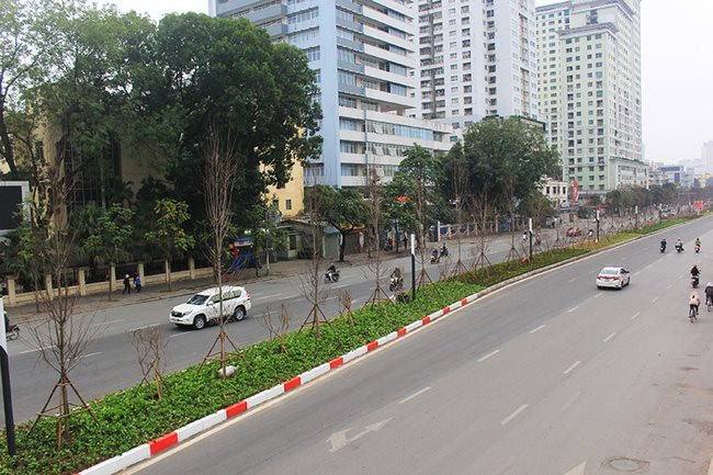 Hà Nội thay thế toàn bộ hàng cây phong lá đỏ trên đường Nguyễn Chí Thanh