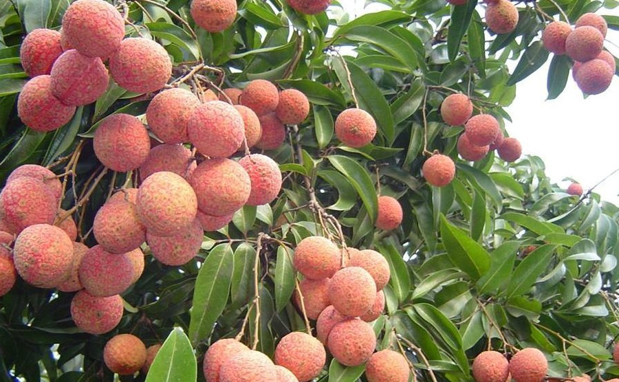 Hơn 12 tấn vải thiều tươi Hải Dương đã được xuất khẩu sang Thái Lan