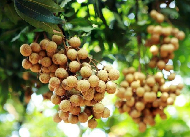 Tạo điều kiện để đưa trái cây tươi sang thị trường Hàn Quốc