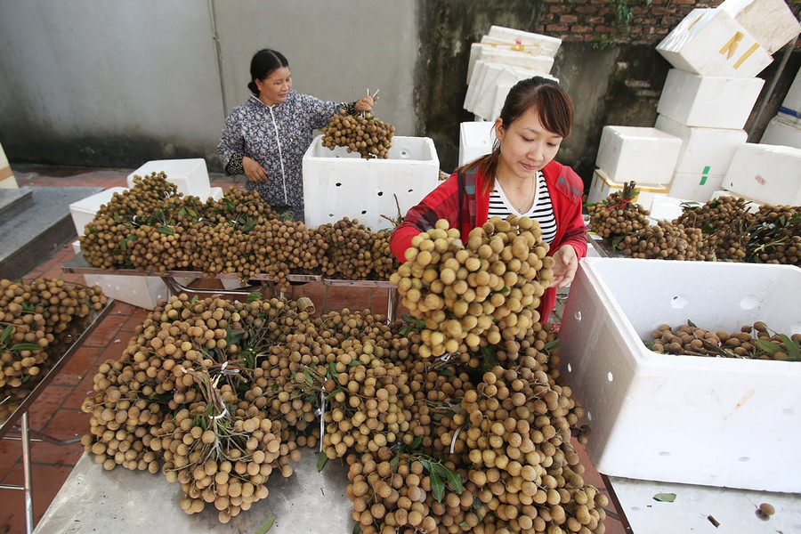 Quả nhãn Việt Nam và tiềm năng xuất khẩu sang thị trường Nhật Bản