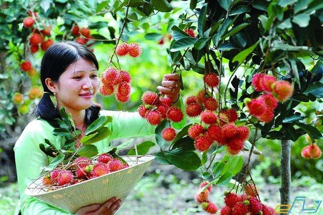 Tiêu thụ nông sản trong vùng dịch vẫn gặp khó vì thiếu “mắt xích”