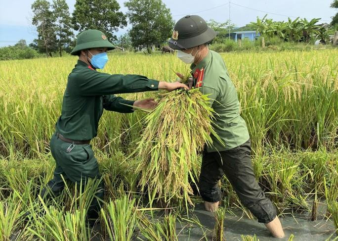 Thanh Hóa: Lãnh đạo, cán bộ công chức, công an, bộ đội, thanh niên xuống đồng giúp dân gặt lúa chạy bão 