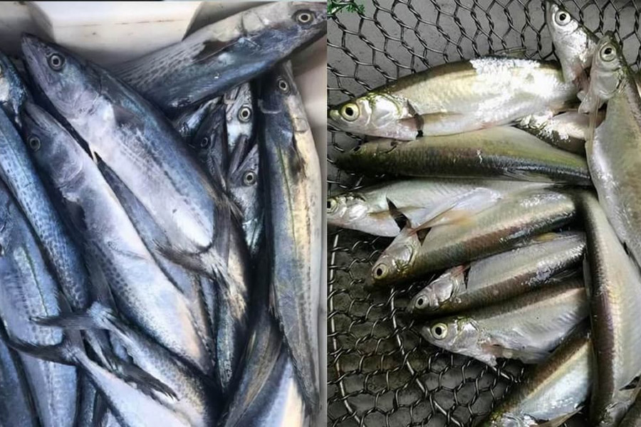 Khi mua cá, người 'sành ăn' chọn mua 3 loại cá biển này, không nuôi nhân tạo, thịt tươi, mềm, giá rẻ