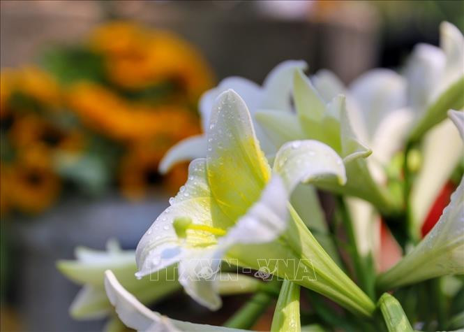 Tháng 4 Hà Nội, mùa hoa loa kèn xuống phố