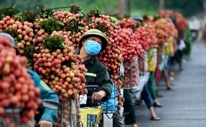 Kết nối chung tay tiêu thụ vải thiều