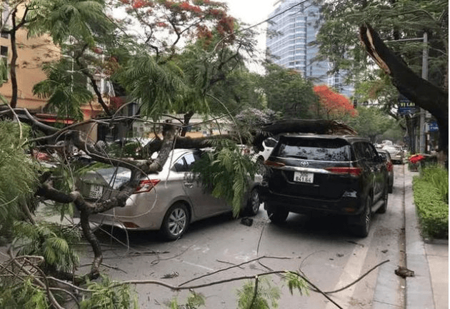 Hà Nội: Cây phượng gãy đổ đè bẹp hai xe ô tô