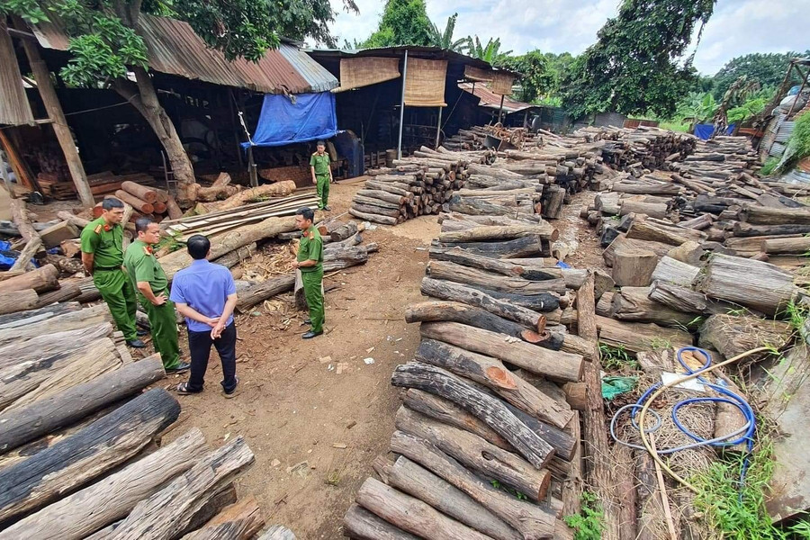 Phát hiện hơn 60m3 gỗ quý hiếm tập kết giữa TP Buôn Ma Thuột