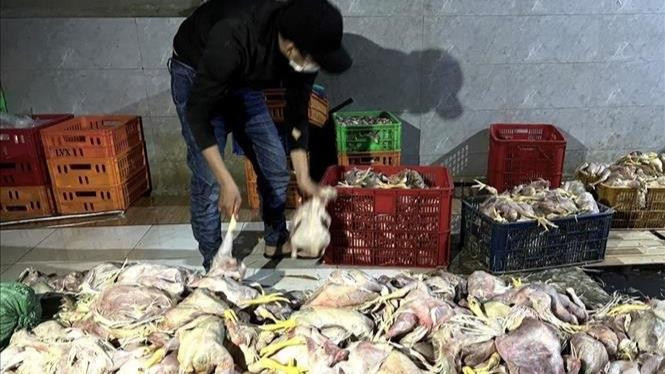 Bắt quả tang cơ sở sơ chế gà chết bốc mùi hôi thối
