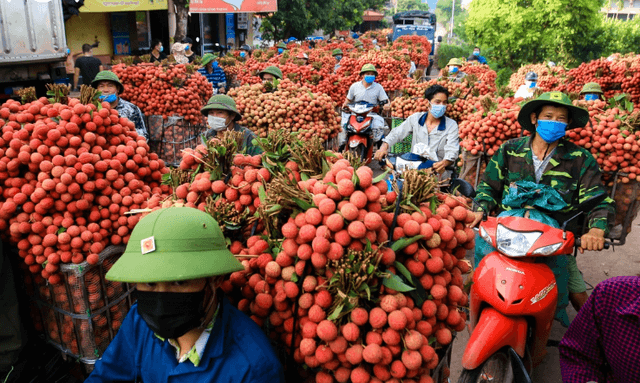 Lục Ngạn (Bắc Giang): Các xã vùng thấp cơ bản thu hoạch xong vải thiều