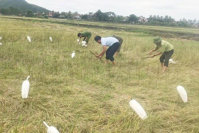 Quảng Bình: Nghiêm cấm săn bắt, mua bán chim hoang dã