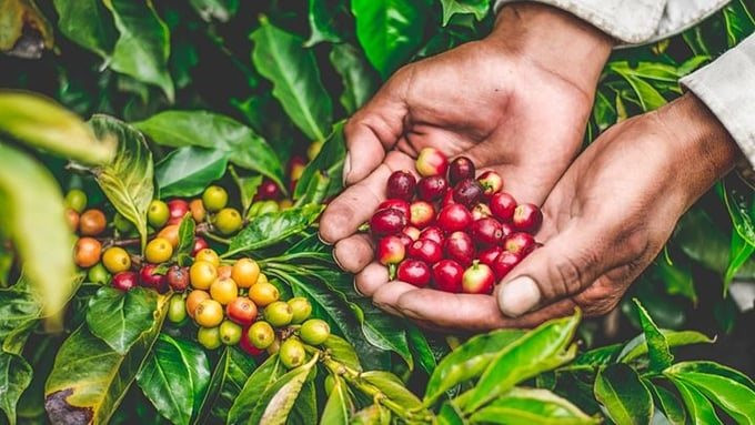 Cà phê tiếp tục khan hàng tại Việt Nam