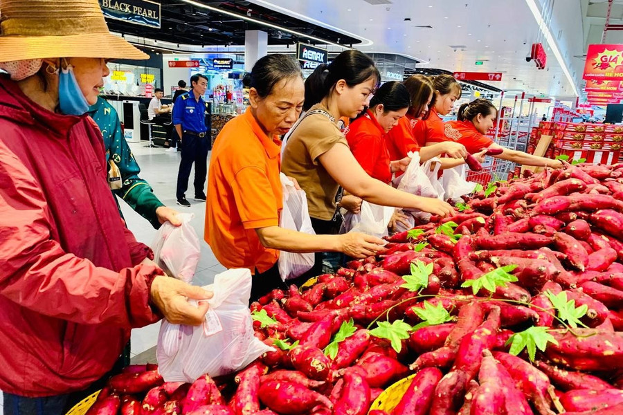 Central Retail Việt Nam đồng hành cùng nông dân Gia Lai "giải cứu" khoai lang