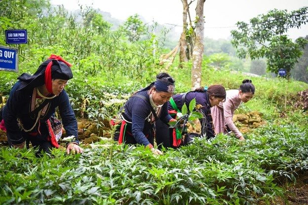 Phát triển vùng trồng dược liệu quý vùng đồng bào dân tộc thiểu số và miền núi