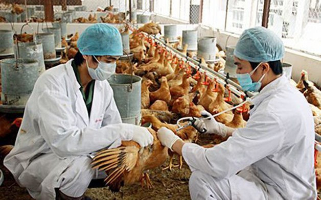 Thủ tướng chỉ đạo tập trung phòng, chống dịch bệnh gia súc, gia cầm