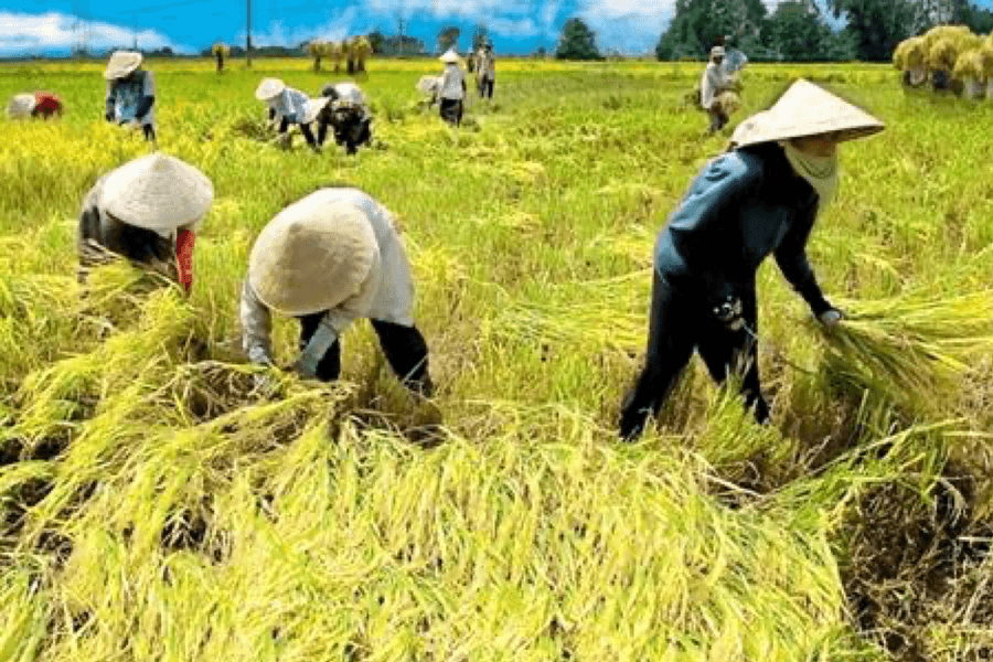 Phấn đấu tỷ lệ lao động nông nghiệp dưới 20%