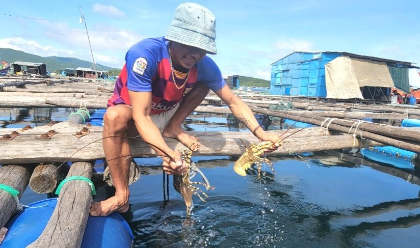 Lần đầu tiên tổ chức lễ hội tôm hùm ở Cam Ranh, Khánh Hòa