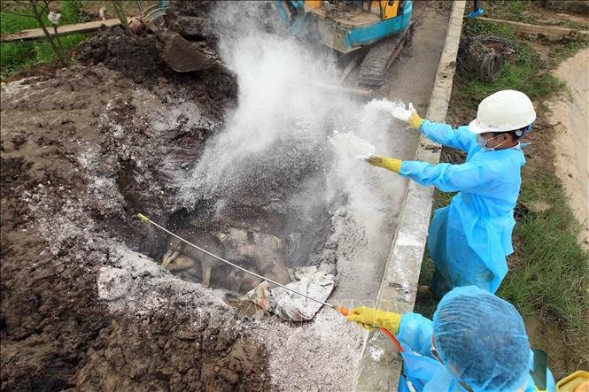 Hải Phòng: Dịch tả lợn châu Phi vẫn lan rộng