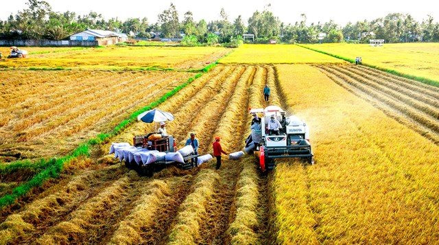 Xuất khẩu gạo đạt gần 3,3 tỷ USD