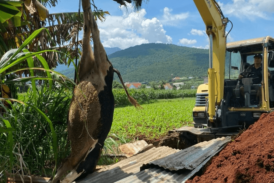 Khẩn trương xác định nguyên nhân bò bị tiêu chảy hàng loạt ở Lâm Đồng