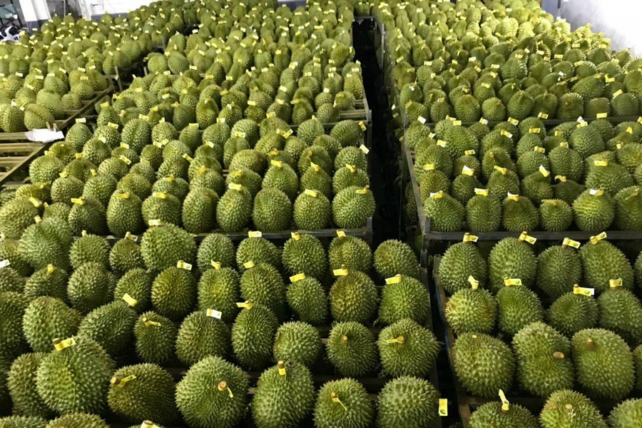 Sầu riêng đông lạnh sắp sang Trung Quốc