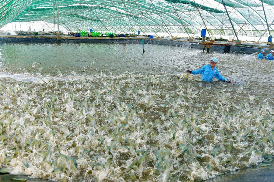 Nuôi tôm thâm canh tại Trà Vinh cho lợi nhuận cao