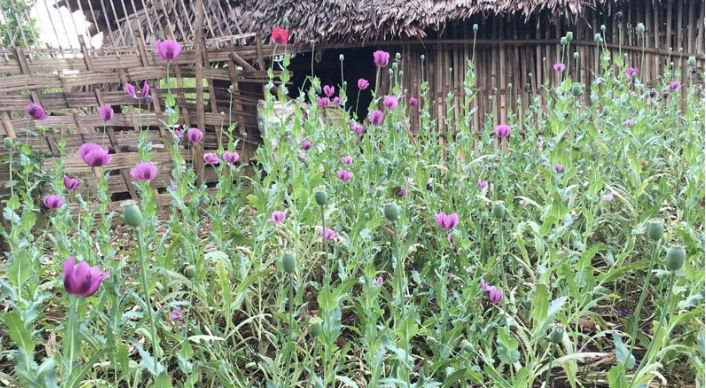 Hoàng Thanh T. có phạm tội Tàng trữ trái phép chất ma túy?