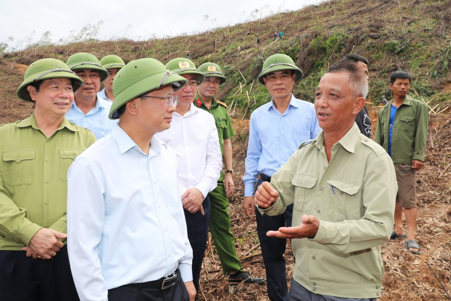 Đề xuất trồng tre sinh khối thay thế cánh rừng tan hoang sau bão tại Quảng Ninh
