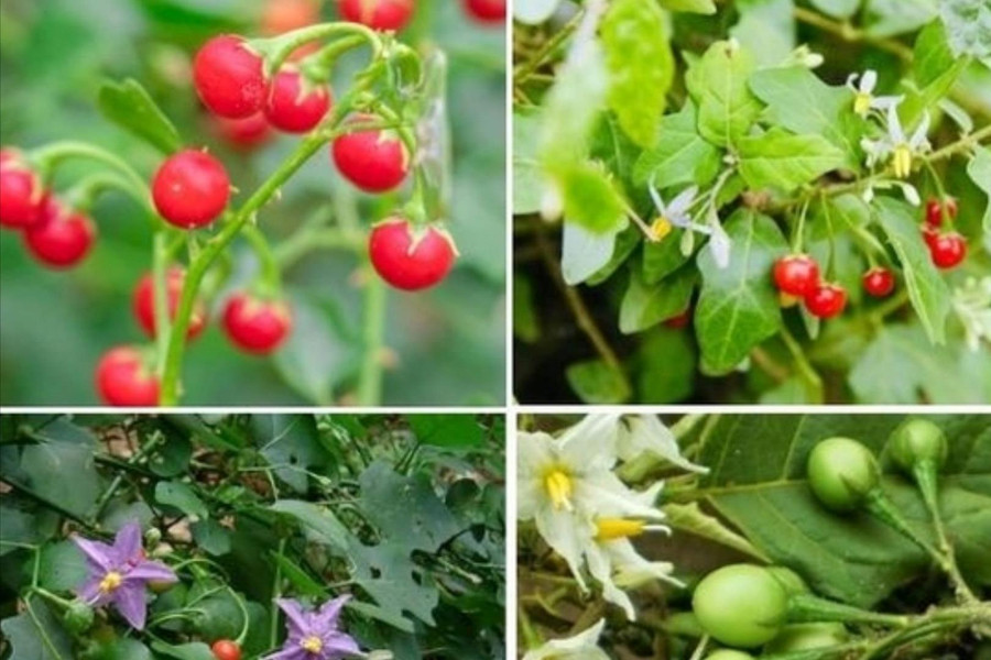 Quảng Bình: Bệnh nhi 8 tuổi tử vong do ăn cà gai leo rừng