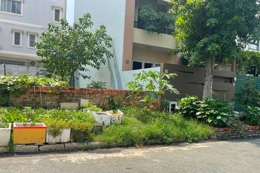 Trồng rau bên lề đường, hiểm họa cho sức khỏe