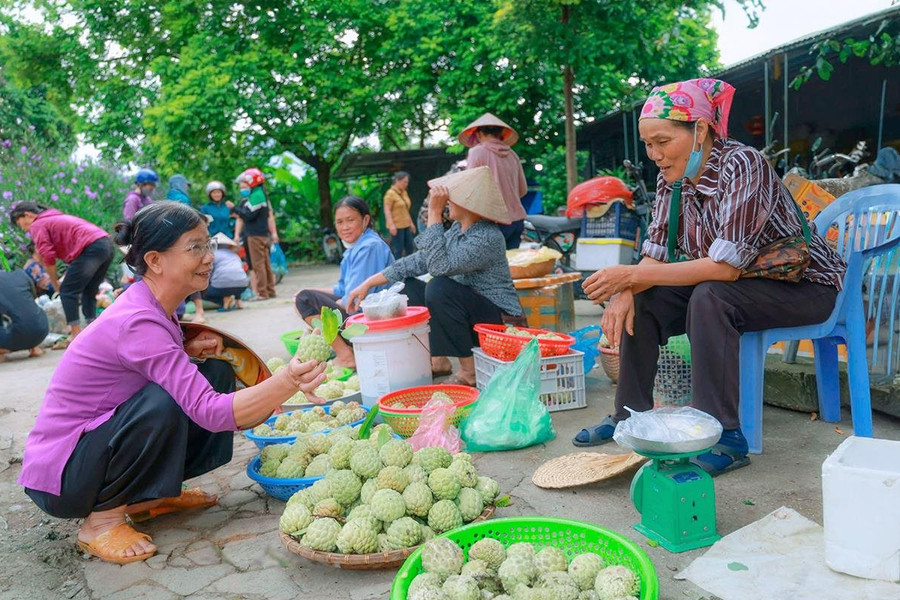 Nông dân xã Bồ Lý làm giàu từ cây na dai