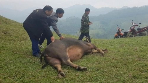 Bệnh ung khí thán làm chết hàng chục con trâu, bò tại Nghệ An