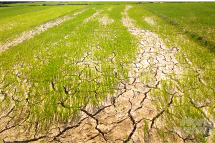 Thủ tướng chỉ đạo tăng cường ứng phó hạn hán, thiếu nước và xâm nhập mặn