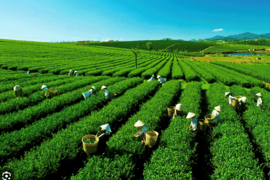 Pakistan giữ vững vị trí thị trường xuất khẩu chè lớn của Việt Nam