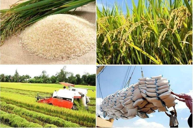 Giá gạo xuất khẩu giảm gần 19% trong 5 tháng đầu năm