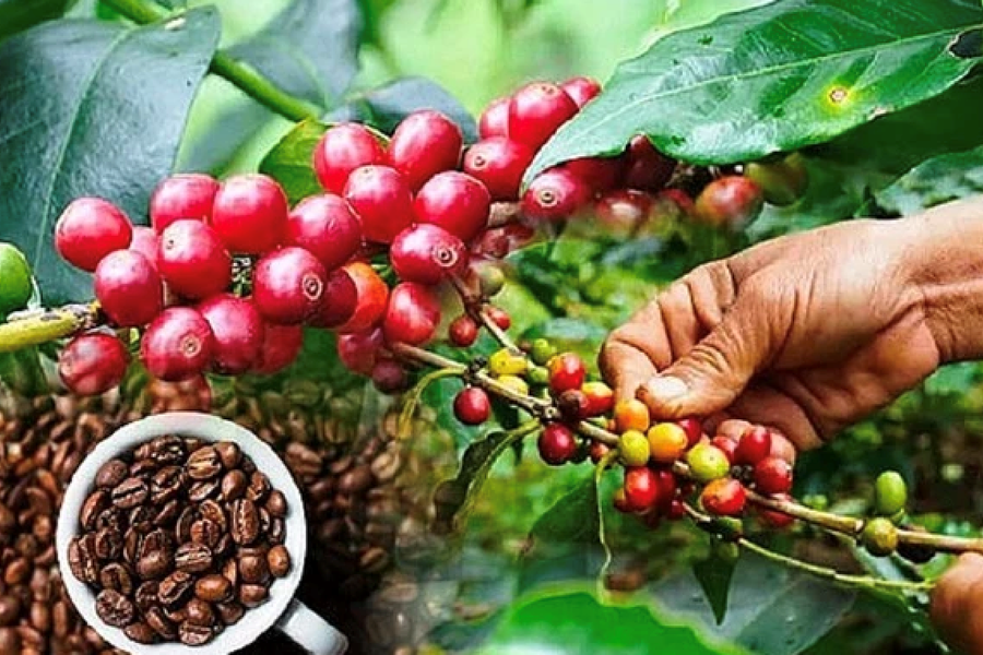 Giá cà phê xuất khẩu tăng cao kỷ lục