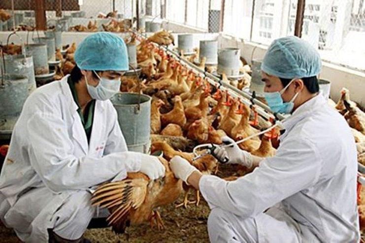 Thủ tướng chỉ đạo triển khai đồng bộ các giải pháp phòng, chống dịch bệnh gia súc, gia cầm